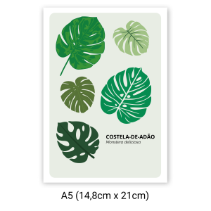 A5 Decoração de parede Costela-de-Adão Verde (Monstera deliciosa)